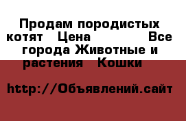 Продам породистых котят › Цена ­ 15 000 - Все города Животные и растения » Кошки   